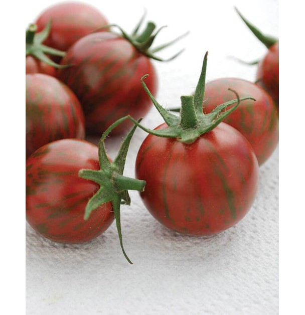 Purple Bumble Bee - Tomato Seeds