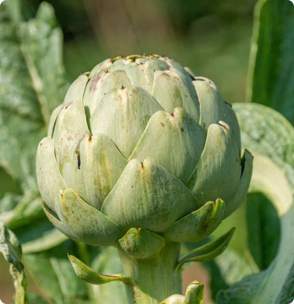Artichoke Seeds - Green Globe