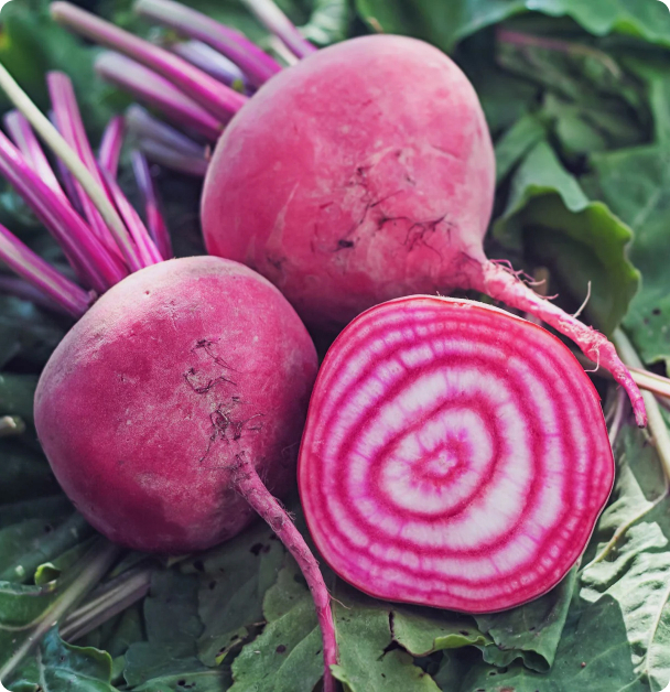 Beet Seeds - Chioggia