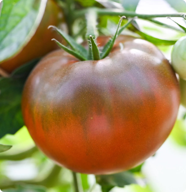Black Prince - Slicer Tomato Seeds