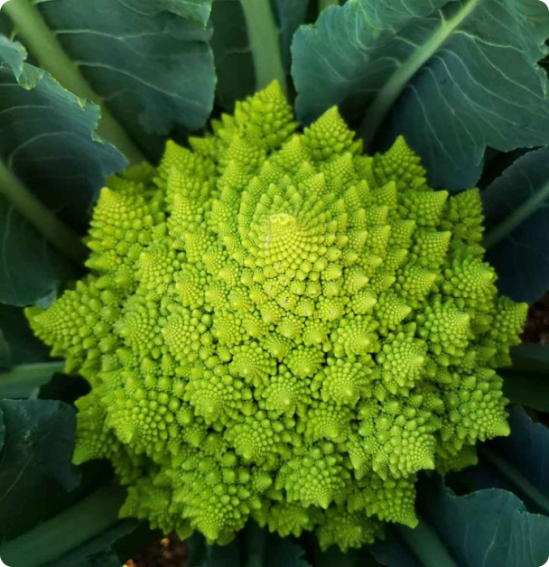 Broccoli Seeds - Romanesco