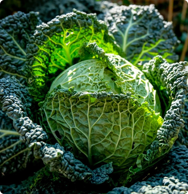 Cabbage Seeds - Des Vertus Savoy
