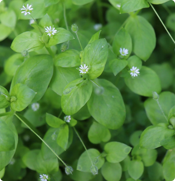 Chickweed Seeds