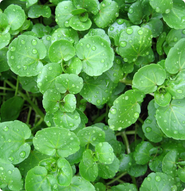Cress Seeds - Watercress