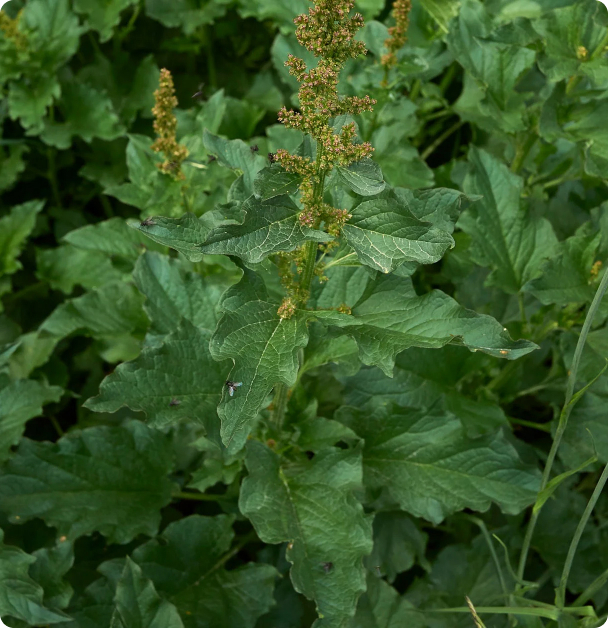 Good King Henry Seeds