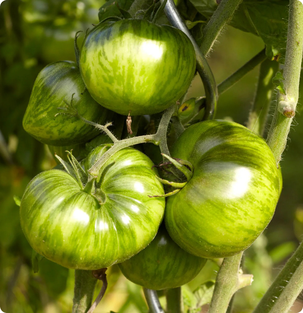 Green Zebra - Slicer Tomato Seeds
