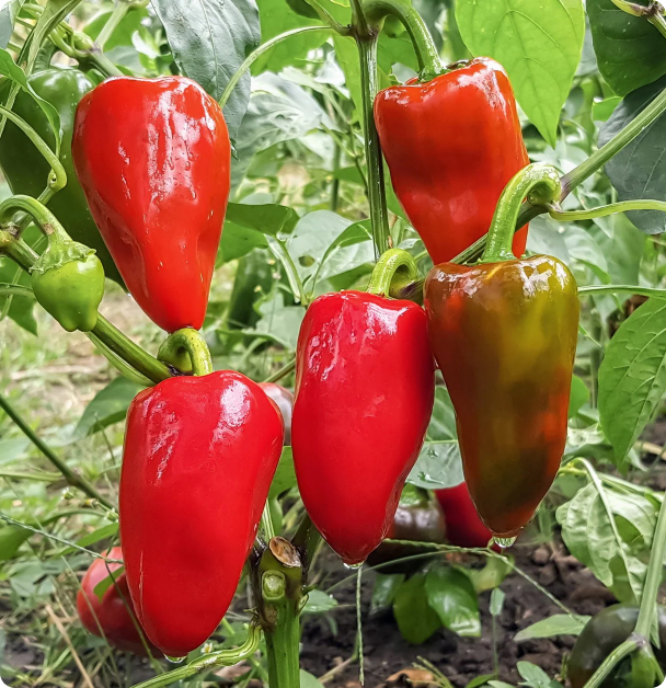 Pepper Seeds - Apple Sweet