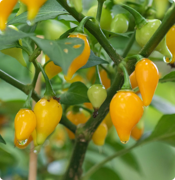 Pepper Seeds, Hot - Biquinho Yellow