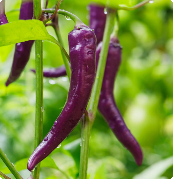 Pepper Seeds, Hot - Cayenne, Purple