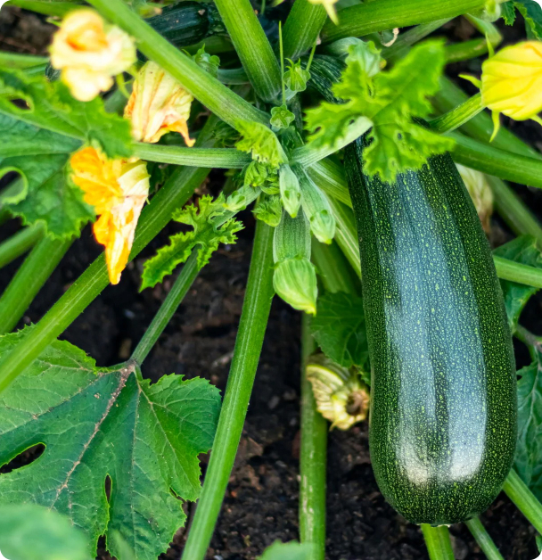 Zucchini Seeds - Black Beauty