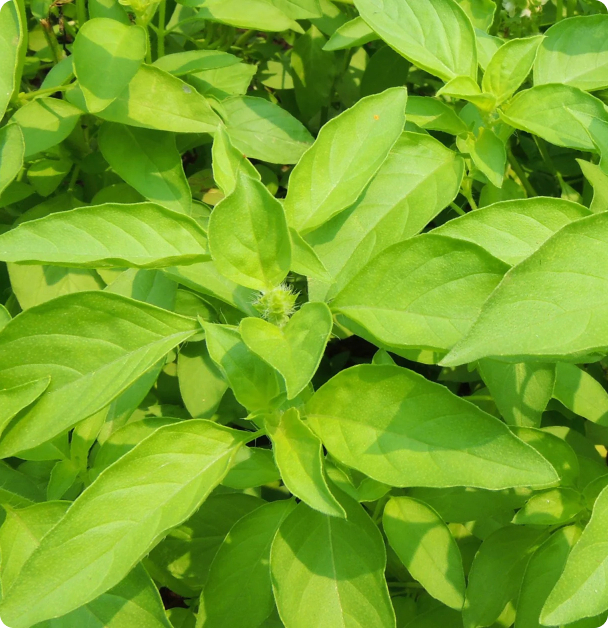 Basil Seeds - Mrs. Burns'  Lemon