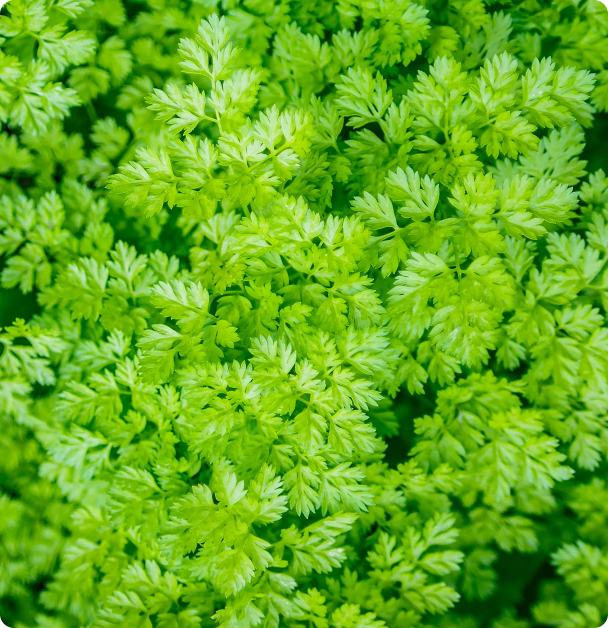 Chervil Seeds - Vertissimo