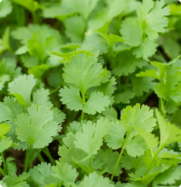 Cilantro Seeds - Calypso