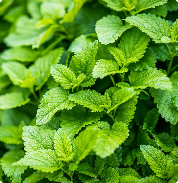 Lemon Balm Seeds