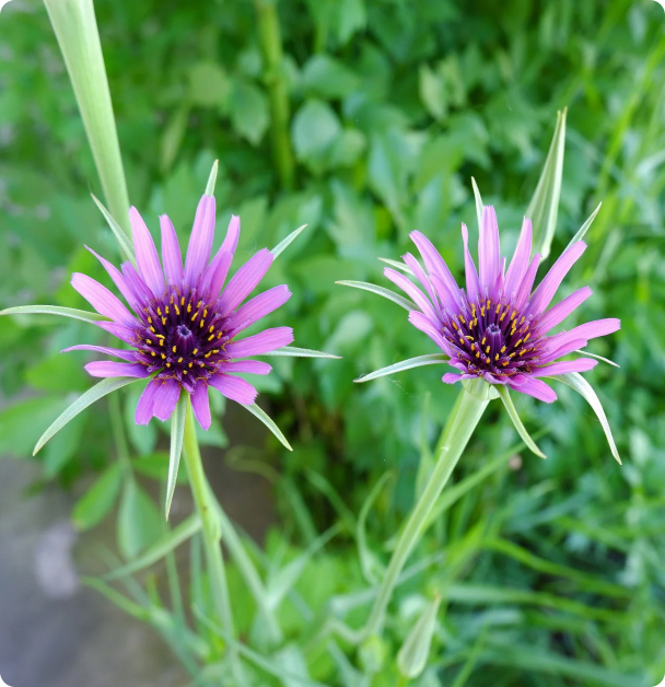 Salsify Seeds - Mammoth  Sandwich Island