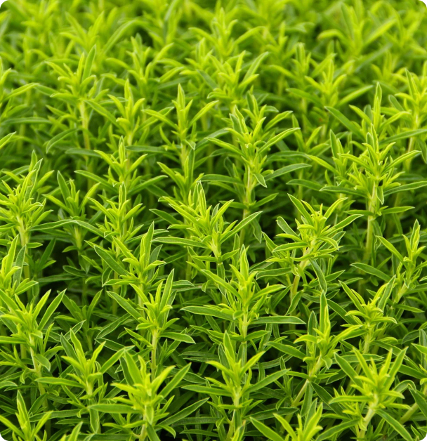 Savoury Seeds - Winter