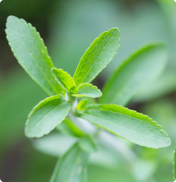 Stevia Seeds