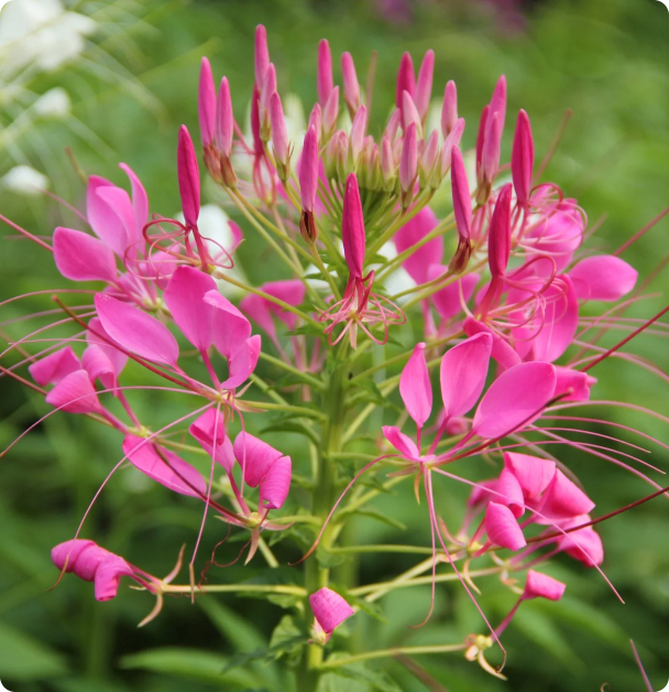 Cleome Flower Seeds - Rose Queen