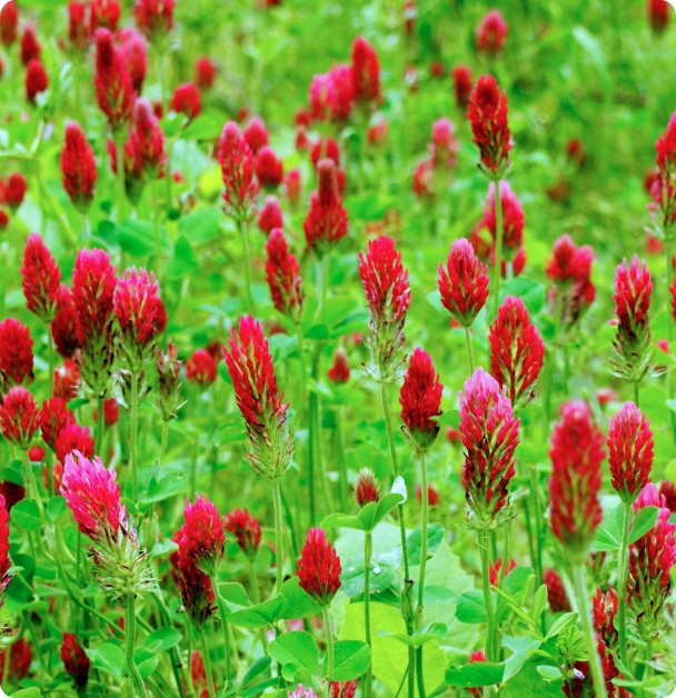 Clover Seeds - Crimson Clover