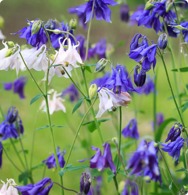 Columbine Seeds