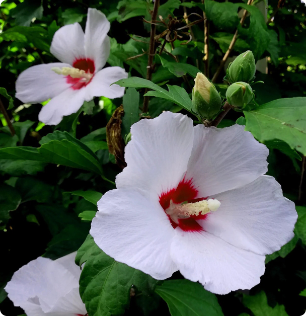 Hibiscus Seeds - Crimsoneyed Rosemallow