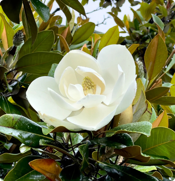 Magnolia Seeds - Sweetbay