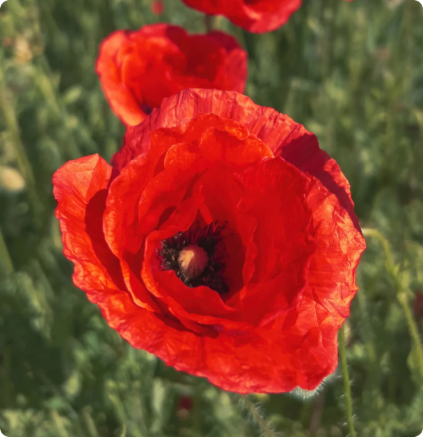 Poppy Seeds - Breadseed