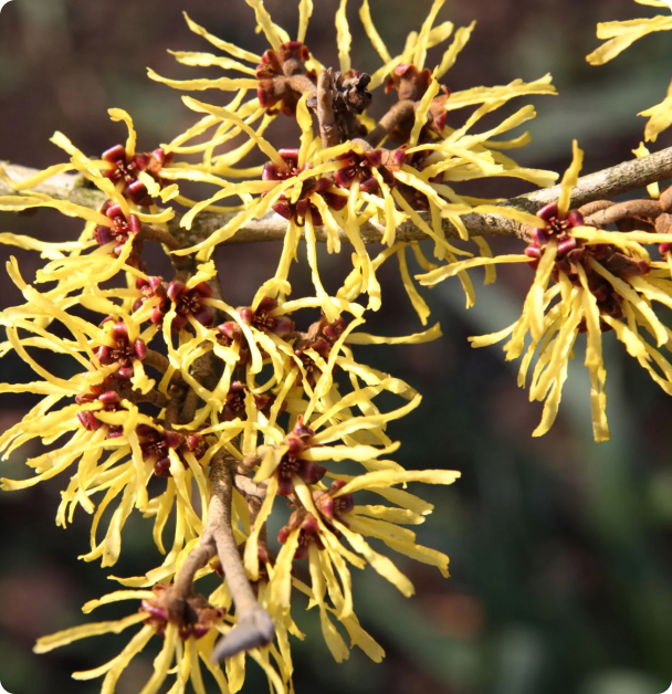 Witch Hazel Seeds - North American