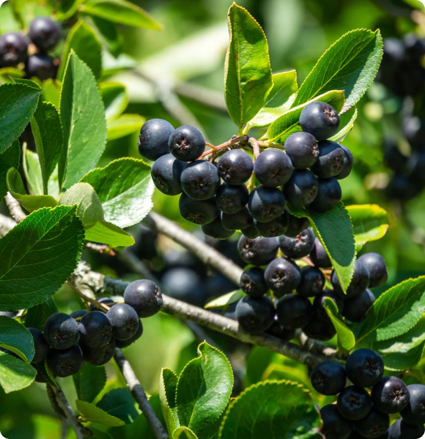 Aronia Berry Seeds