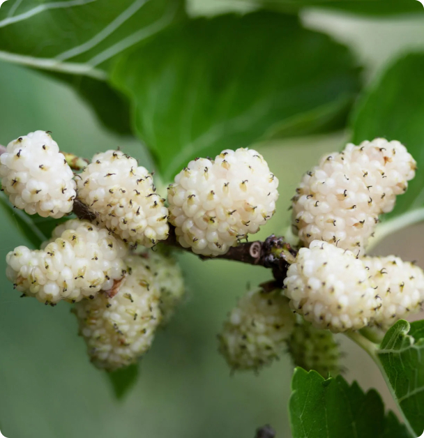 Mulberry Seeds - White  Mulberry