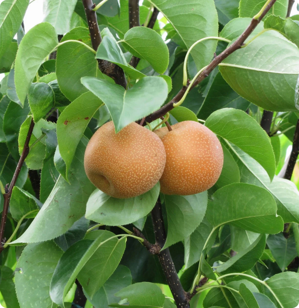 Pear Seeds - Asian Pear