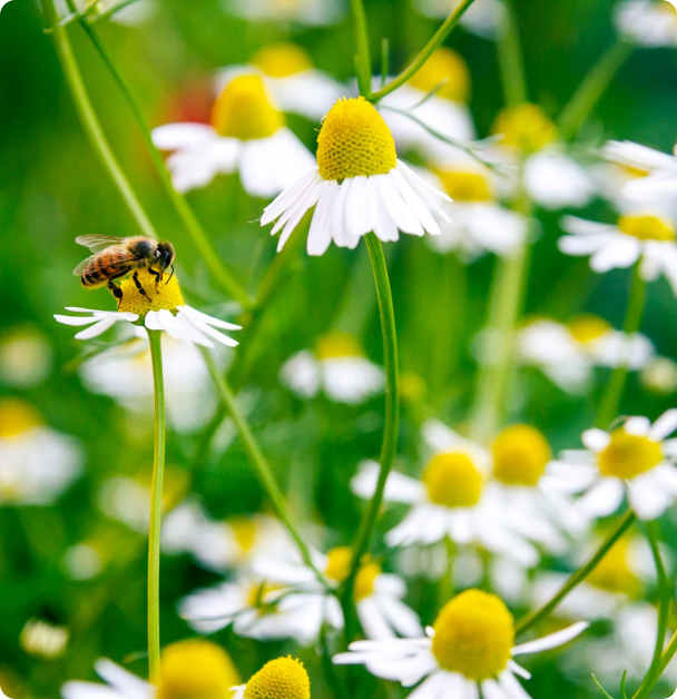 Chamomile Seeds - Bodegold