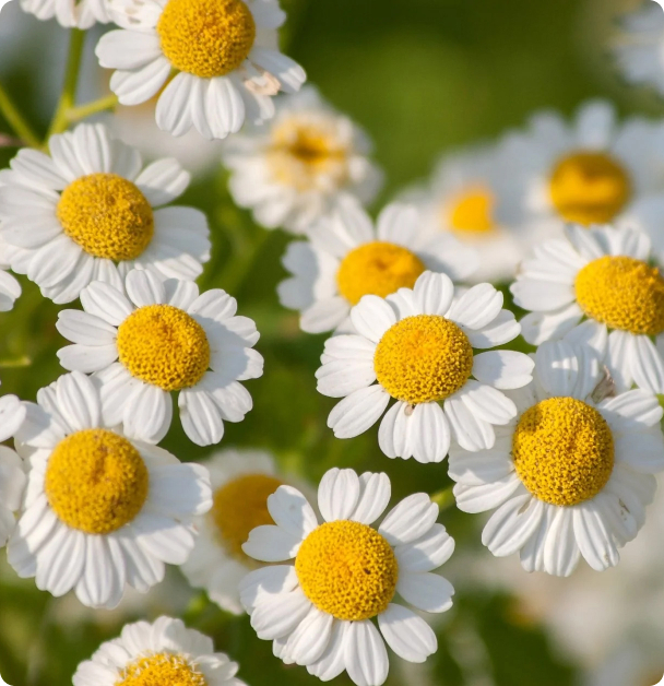 Feverfew Seeds