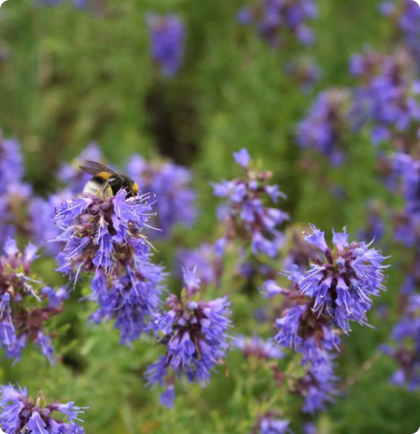 Hyssop Seeds