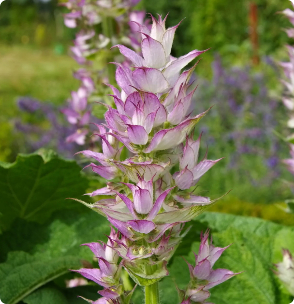 Salvia Seeds - Clary Sage