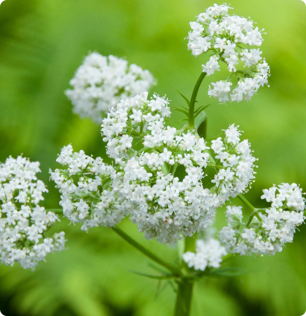 Valerian Seeds - Common