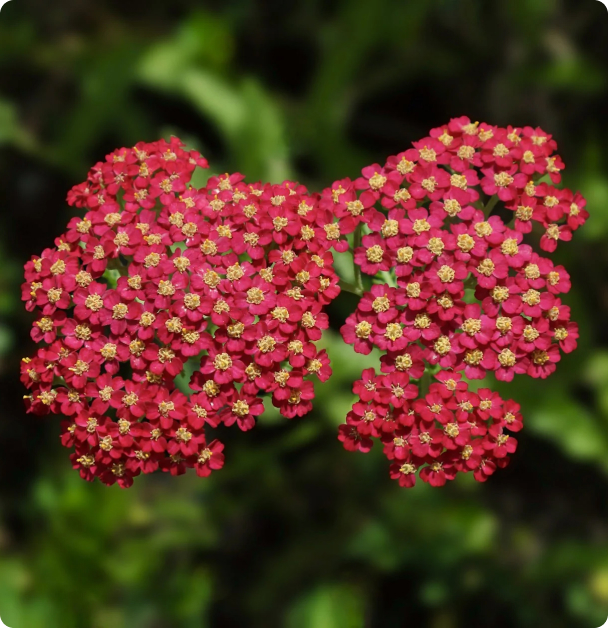 Yarrow Seeds - Red