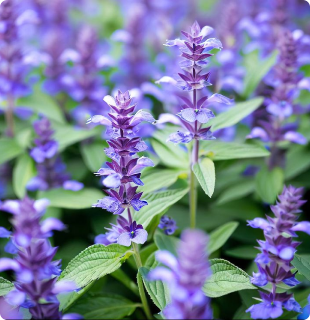 Anise Hyssop Seeds