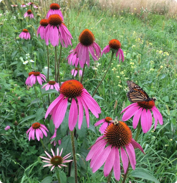 Echinacea (Purple Cone  Flower) Seeds