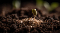 seed