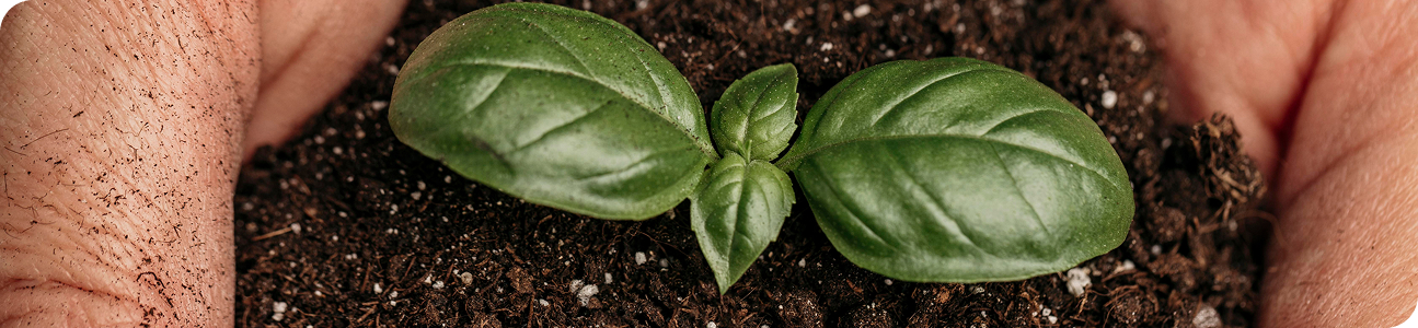 seed