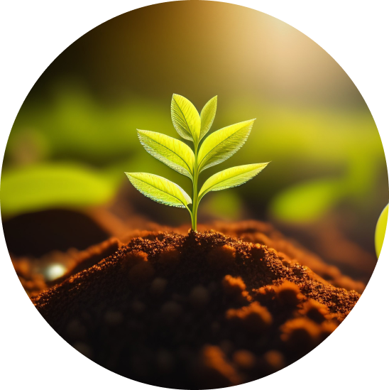 seed